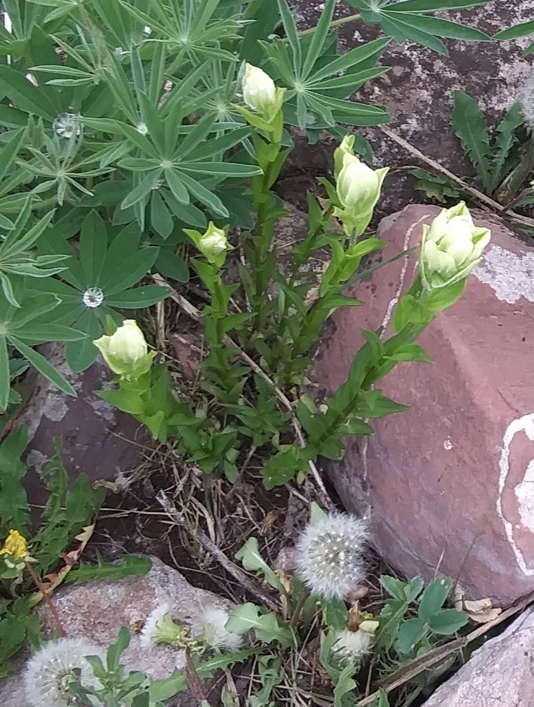 Labrador Indian paintbrush (Castilleja septentrionalis)