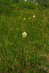 Labrador Indian paintbrush (Castilleja septentrionalis)