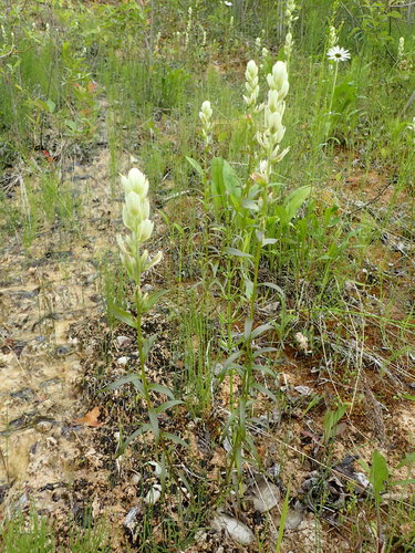 Labrador Indian paintbrush (Castilleja septentrionalis)