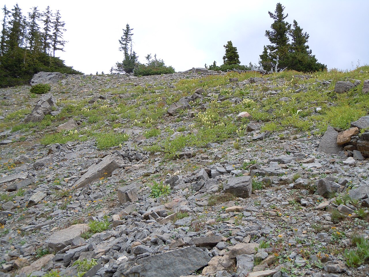 Labrador Indian paintbrush: The very common yellow-flowered Castilleja in the Teton Range.