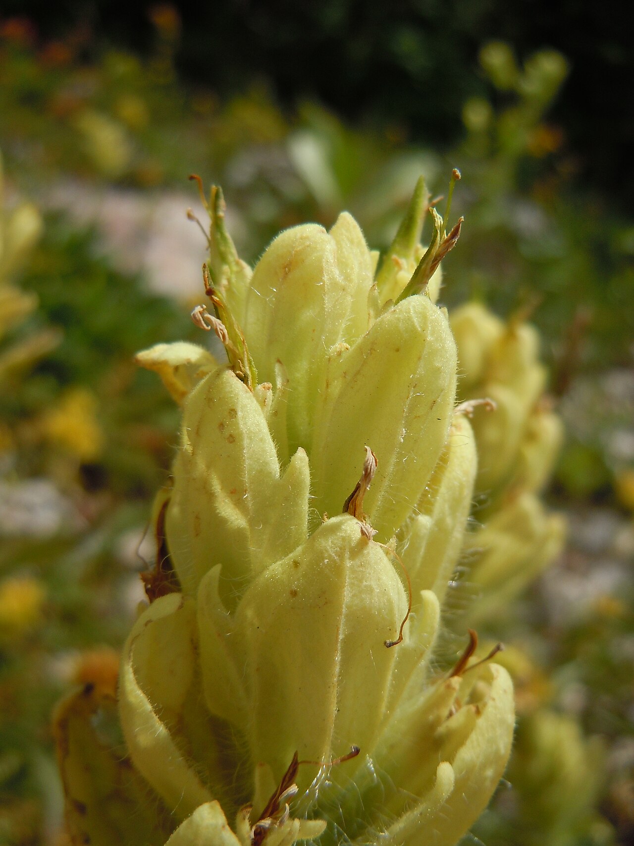 Labrador Indian paintbrush: The very common yellow-flowered Castilleja in the Teton Range.