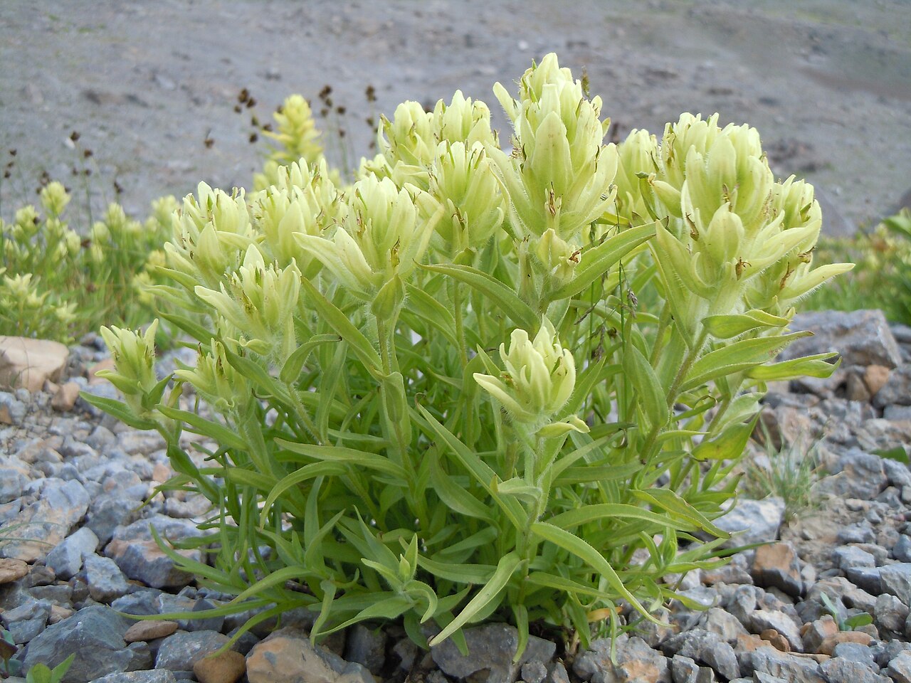 Labrador Indian paintbrush: The very common yellow-flowered Castilleja in the Teton Range.