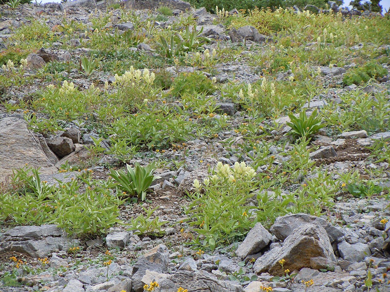 Labrador Indian paintbrush: The very common yellow-flowered Castilleja in the Teton Range.