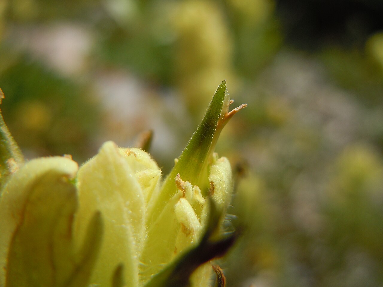 Labrador Indian paintbrush: The very common yellow-flowered Castilleja in the Teton Range.