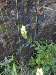 Labrador Indian paintbrush (Castilleja septentrionalis)