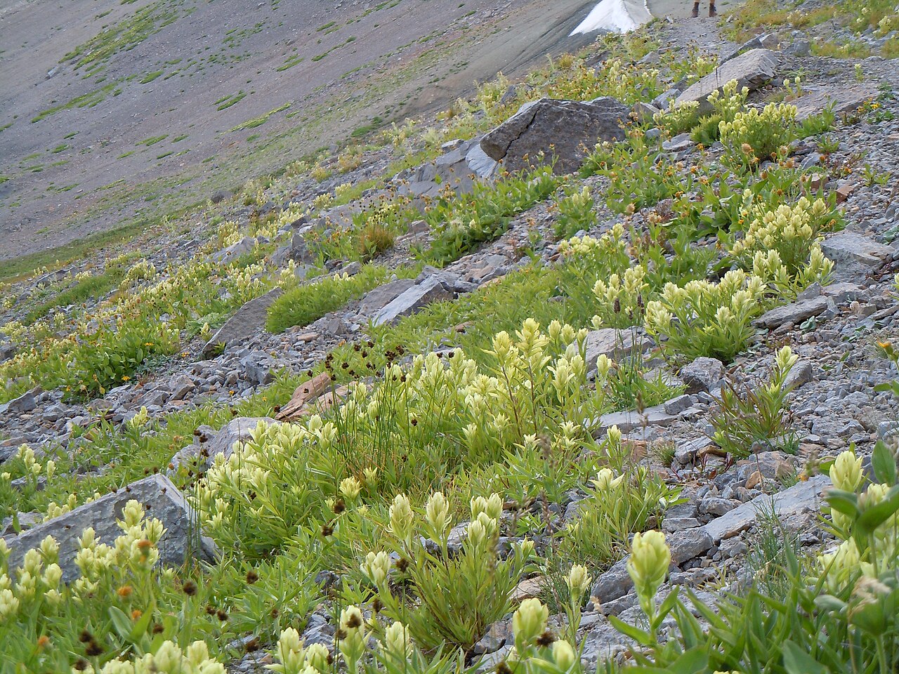 Labrador Indian paintbrush: The very common yellow-flowered Castilleja in the Teton Range.