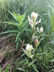 Labrador Indian paintbrush (Castilleja septentrionalis)