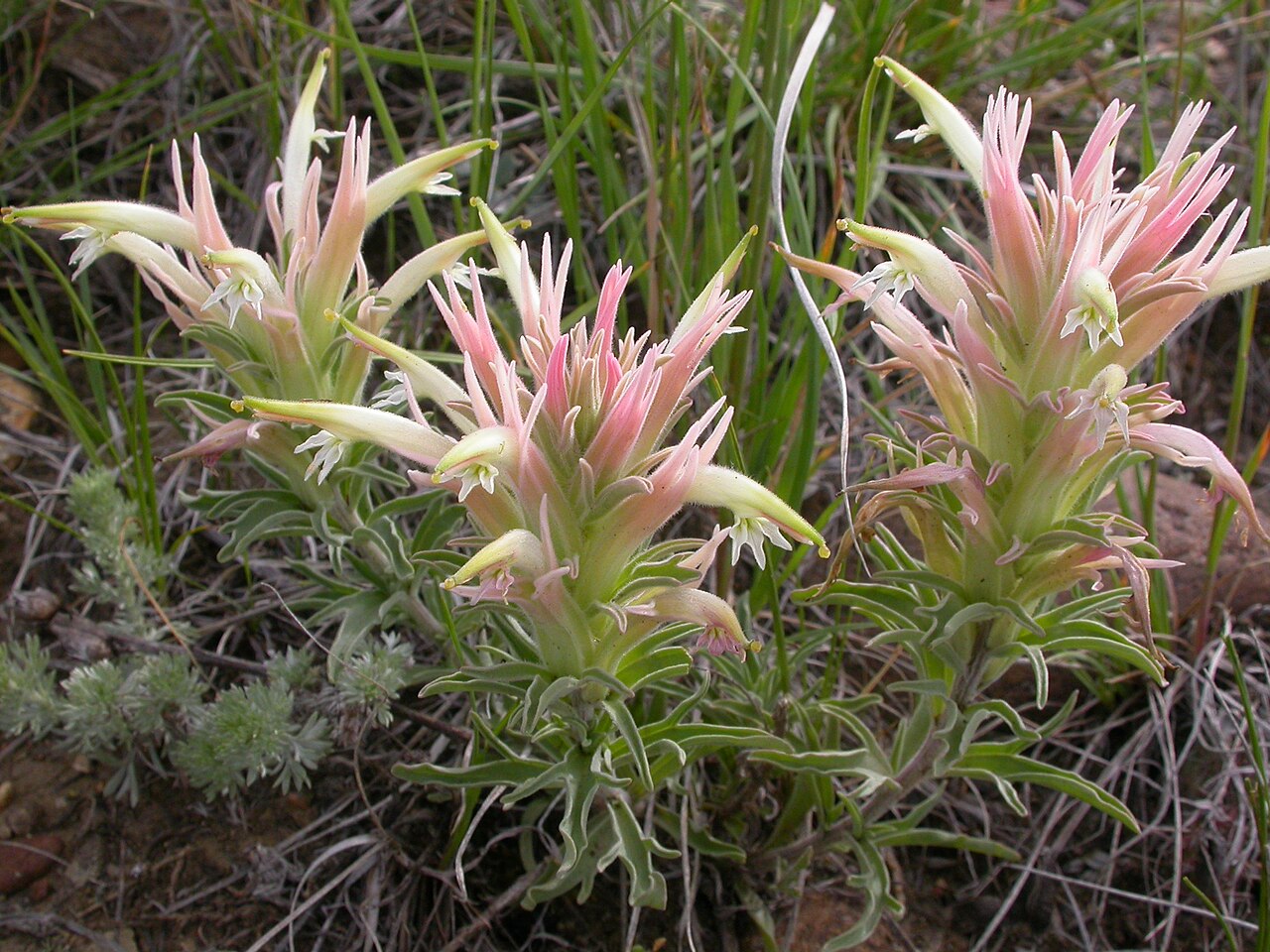 Downy paintedcup: Although in the sagebrush steppe, this species seems to be a bit more common on the slopes associated with the draws in this area.