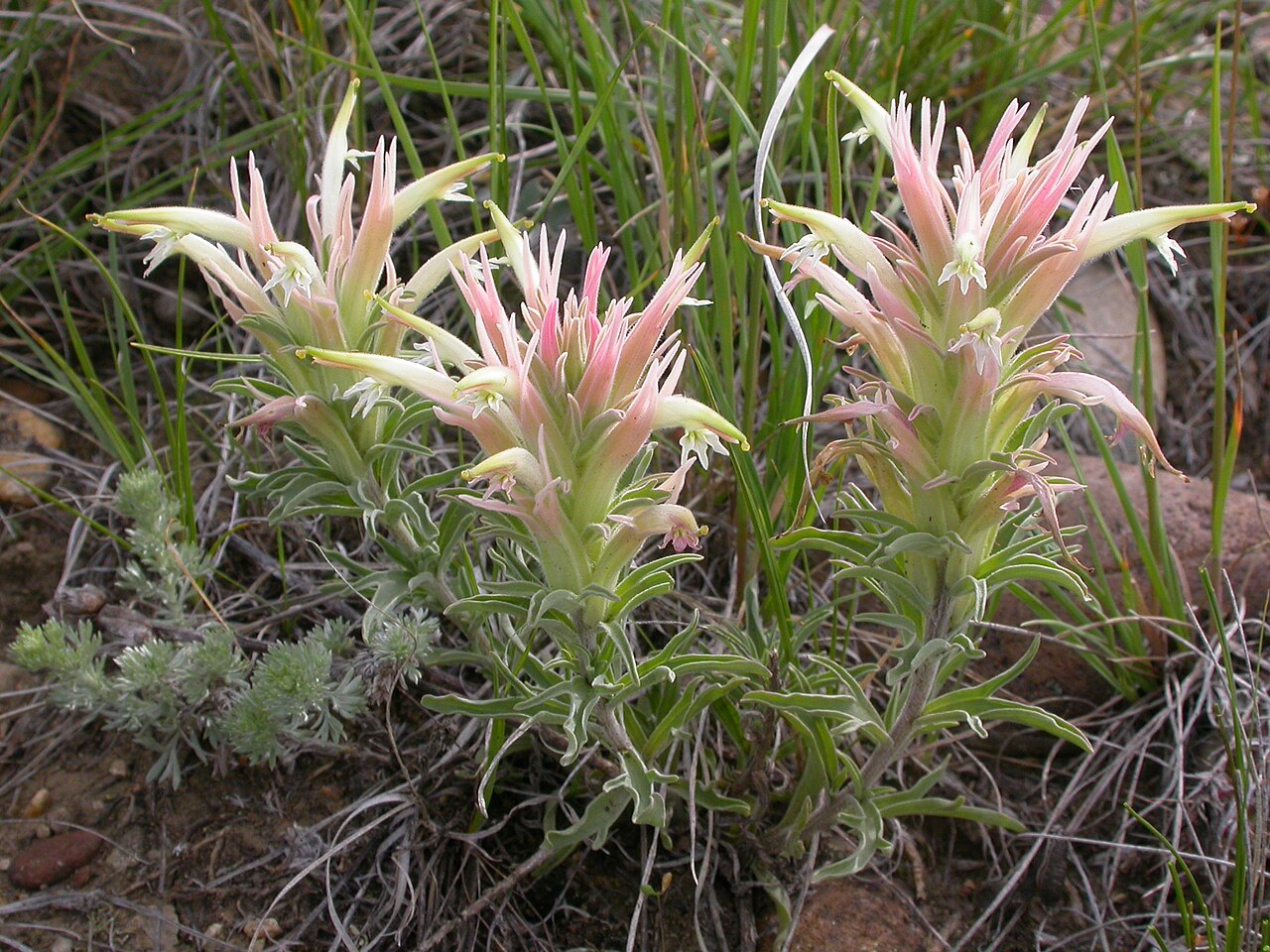 Downy paintedcup: Although in the sagebrush steppe, this species seems to be a bit more common on the slopes associated with the draws in this area.