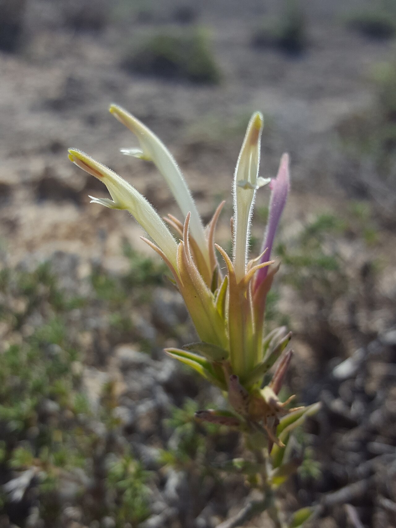 Downy paintedcup: Downy Paintbrush ( Castilleja sessiliflora ) in the United States