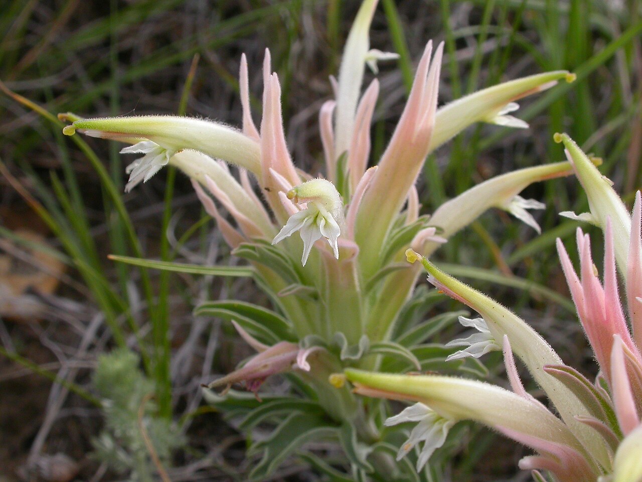 Downy paintedcup: Although in the sagebrush steppe, this species seems to be a bit more common on the slopes associated with the draws in this area.