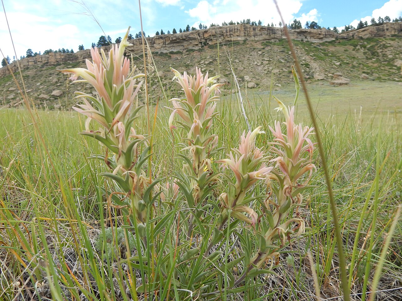 Downy paintedcup: Like Orobanchaceae in general, Castilleja sessiliflora is most abundant away from the crop fields where steppe vegetation harbors the native plant species in th