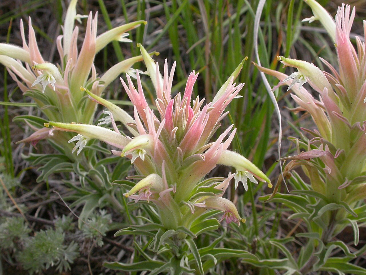 Downy paintedcup: Although in the sagebrush steppe, this species seems to be a bit more common on the slopes associated with the draws in this area.