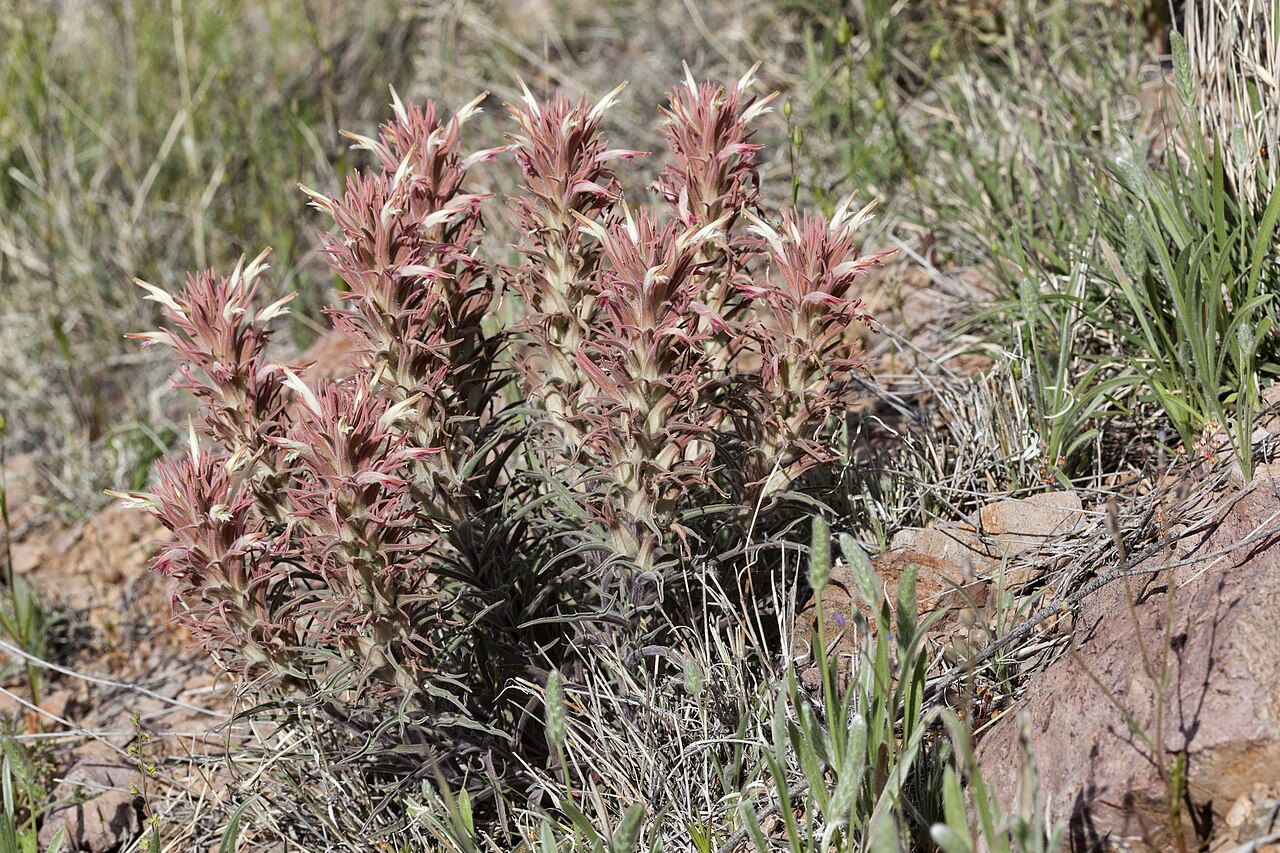 Downy paintedcup: Castilleja sessiliflora , between the Cedar Hills and Faulkner Canyon, west-northwest of Lookout Peak, 32.4718 -106.9957, Doña Ana County, New Mexico, 11 Apr 20