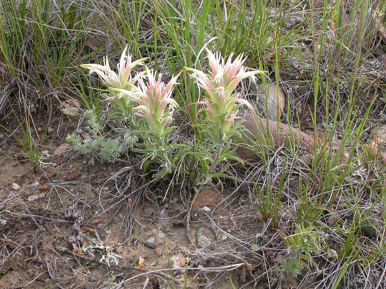 Downy paintedcup: Although in the sagebrush steppe, this species seems to be a bit more common on the slopes associated with the draws in this area.