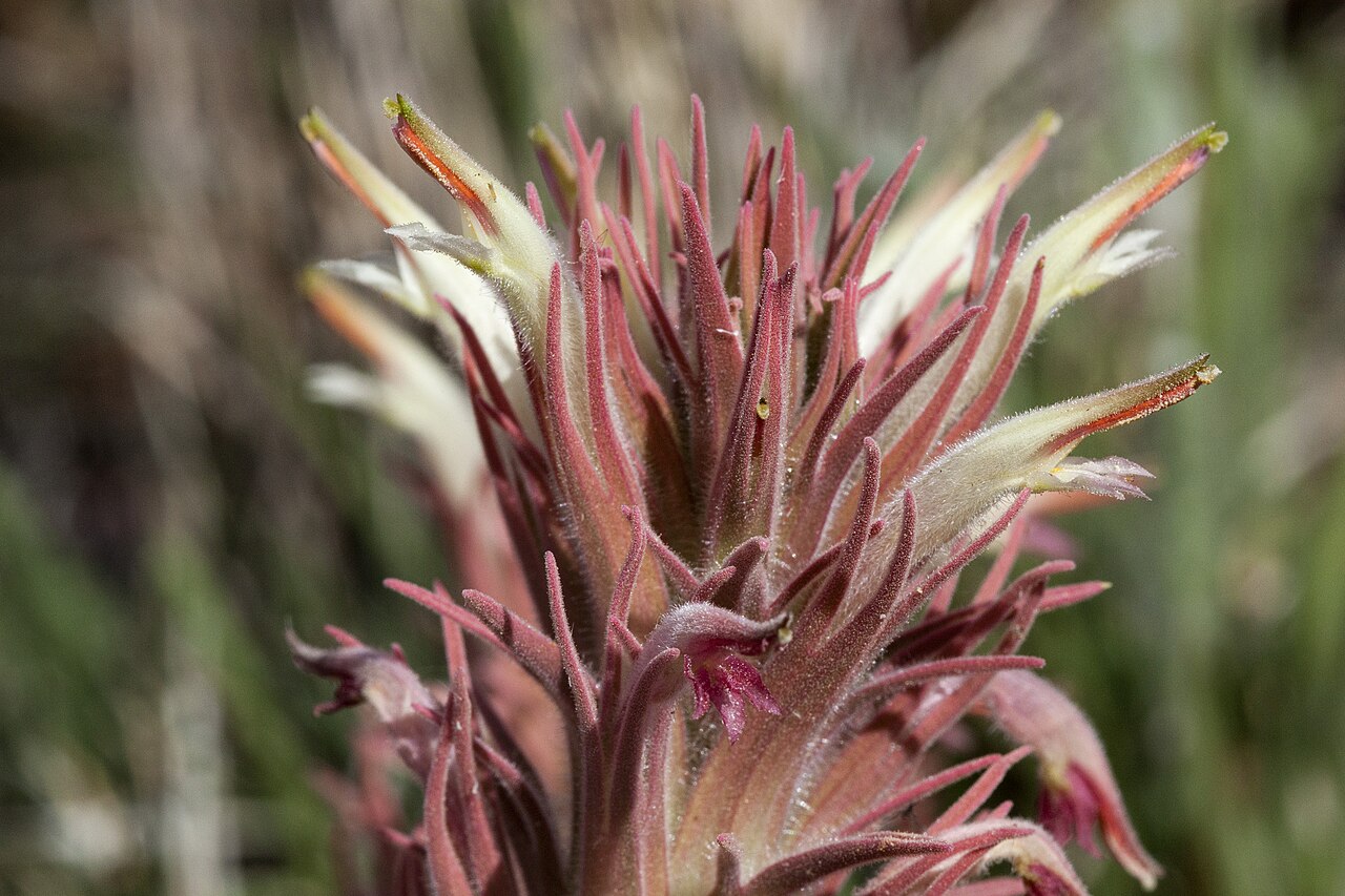 Downy paintedcup: Castilleja sessiliflora , between the Cedar Hills and Faulkner Canyon, west-northwest of Lookout Peak, 32.4718 -106.9957, Doña Ana County, New Mexico, 11 Apr 20
