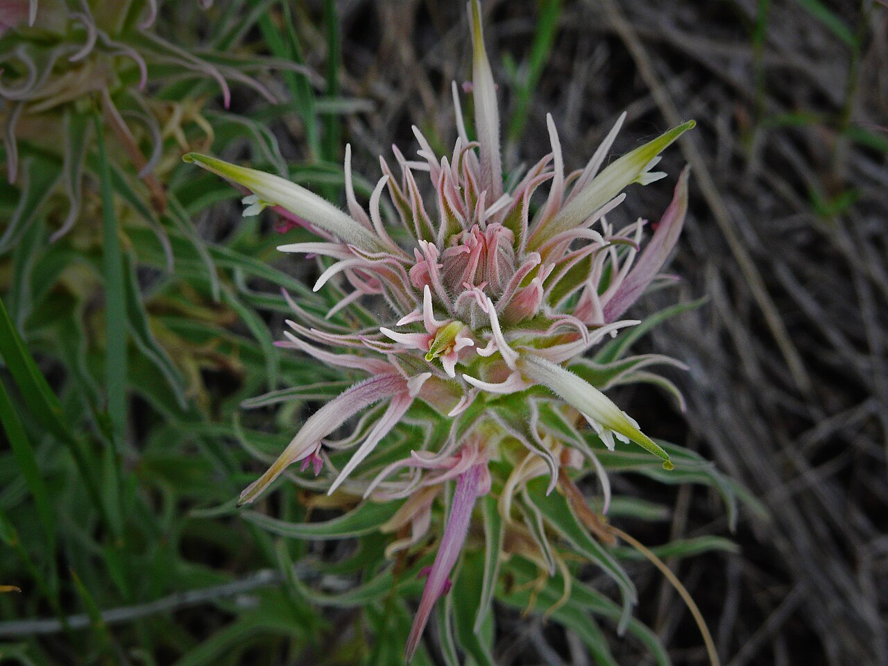 Downy paintedcup: Castilleja sessiliflora