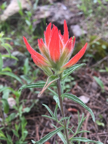 Castilleja stenophylla (Castilleja stenophylla)