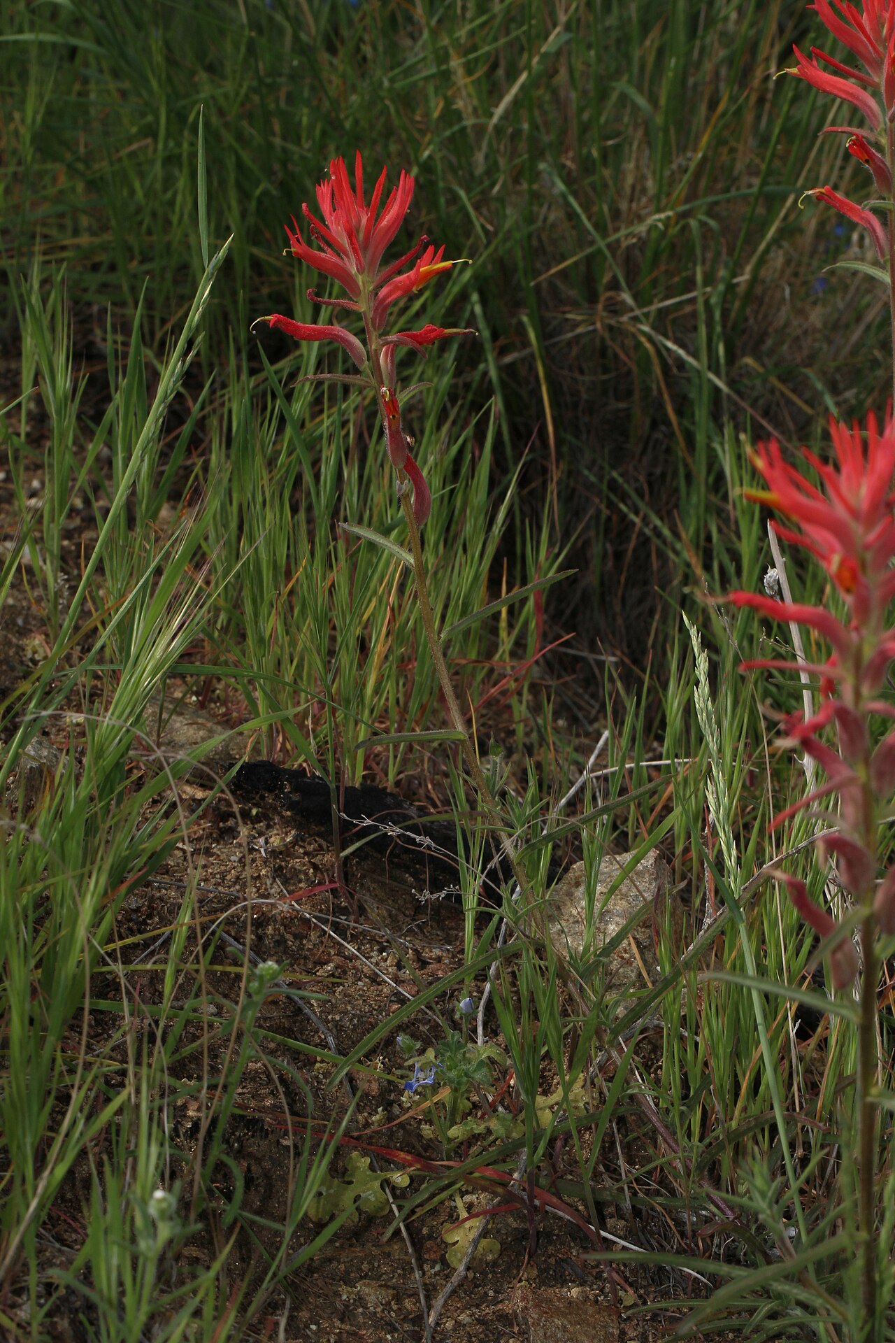 Longleaf Indian paintbrush: Longleaf Indian Paintbrush Identification by: Linda Edwards and Vern Benhart Viewpoint location: Dry wash west of Godde Hill Road, 150 m north of Hacienda Ranch