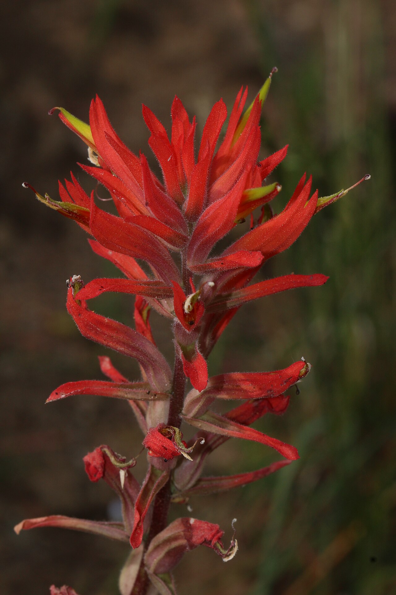 Longleaf Indian paintbrush: Longleaf Indian Paintbrush Identification by: Linda Edwards and Vern Benhart Viewpoint location: Dry wash west of Godde Hill Road, 150 m north of Hacienda Ranch