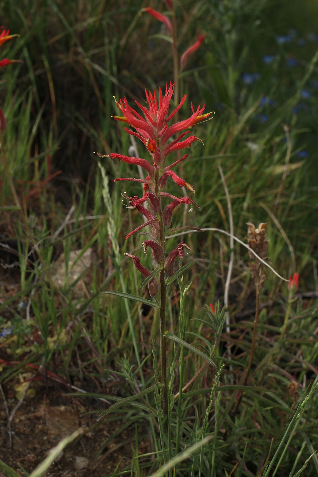 Longleaf Indian paintbrush: Longleaf Indian Paintbrush Identification by: Linda Edwards and Vern Benhart Viewpoint location: Dry wash west of Godde Hill Road, 150 m north of Hacienda Ranch