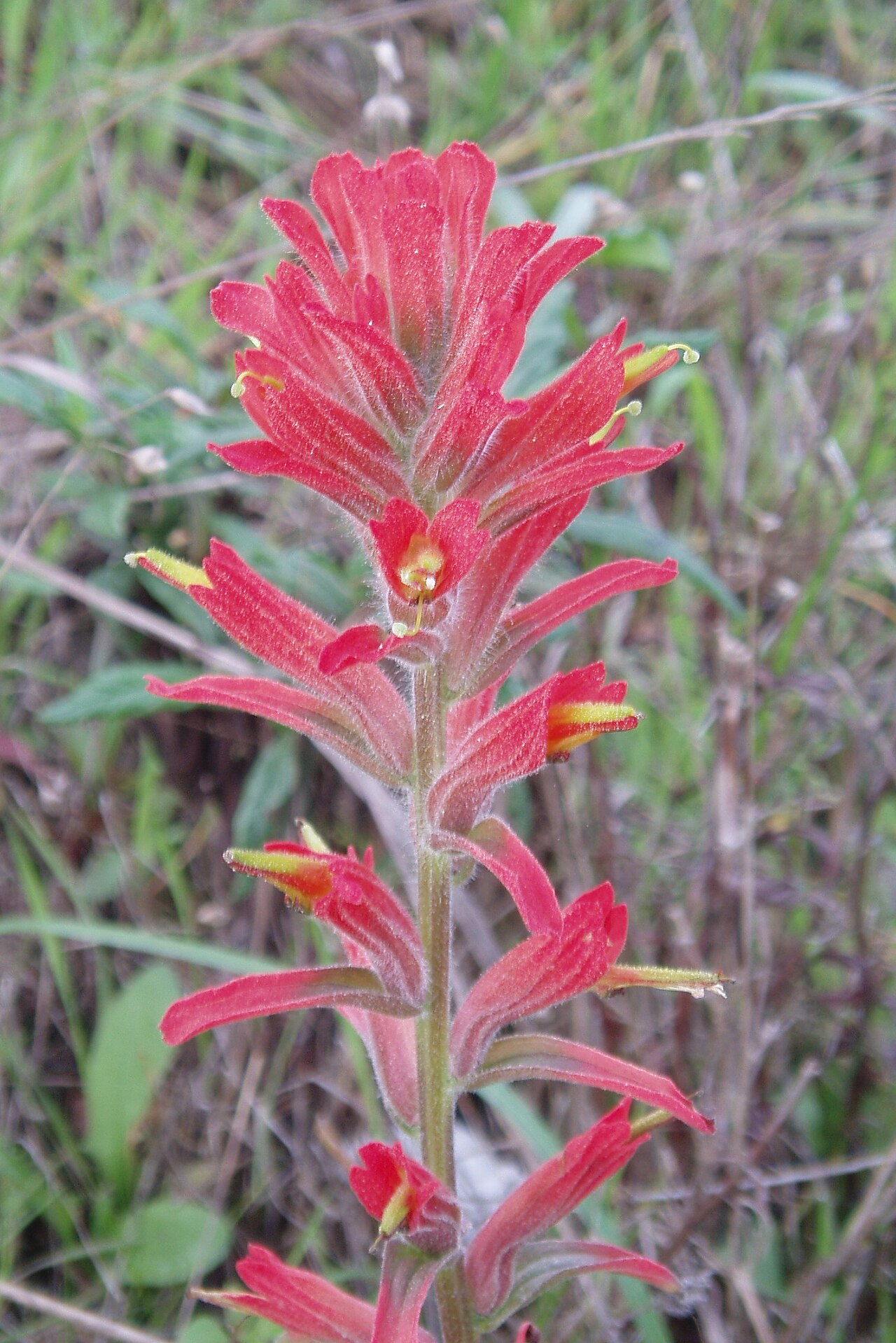Longleaf Indian paintbrush: Castilleja subinclusa ssp. franciscana (Franciscan Paintbrush) in the Marin Headlands, CA