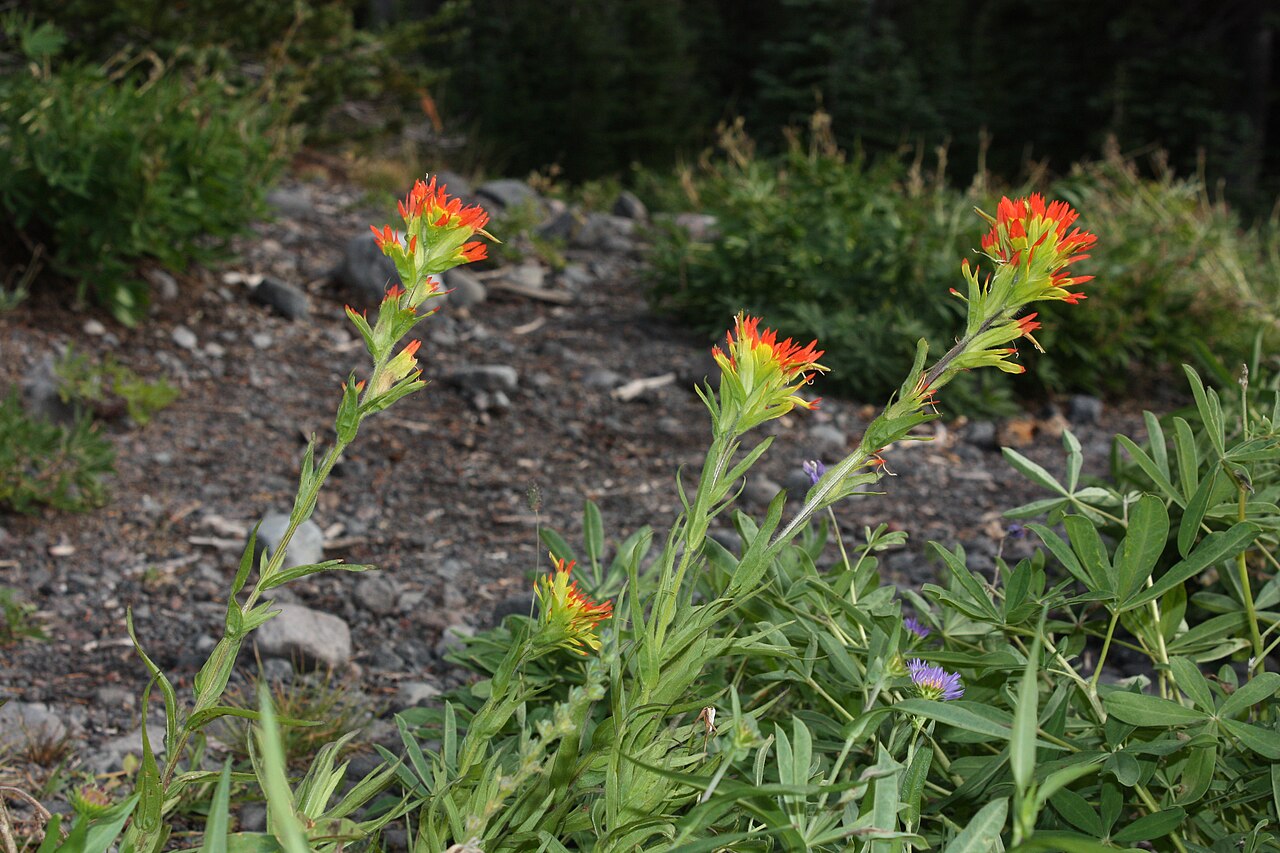 Suksdorf's Indian paintbrush: Suksdorf's Indian paintbrush