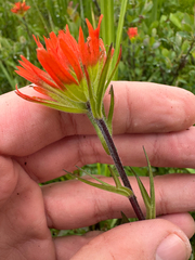 Suksdorf's Indian paintbrush (Castilleja suksdorfii)