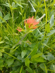 Suksdorf's Indian paintbrush (Castilleja suksdorfii)