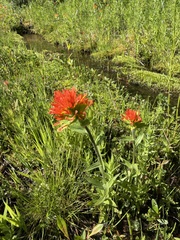 Suksdorf's Indian paintbrush (Castilleja suksdorfii)