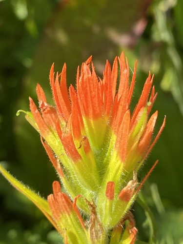 Suksdorf's Indian paintbrush (Castilleja suksdorfii)