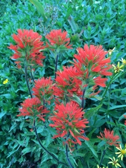 Suksdorf's Indian paintbrush (Castilleja suksdorfii)