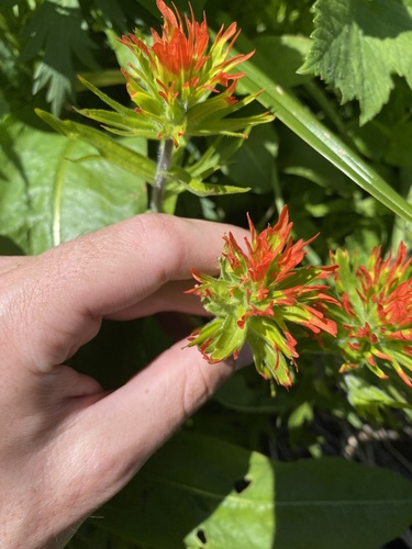 Suksdorf's Indian paintbrush (Castilleja suksdorfii)