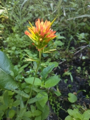 Suksdorf's Indian paintbrush (Castilleja suksdorfii)