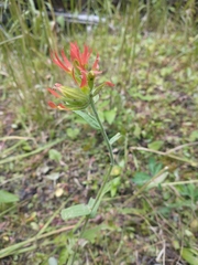 Suksdorf's Indian paintbrush (Castilleja suksdorfii)