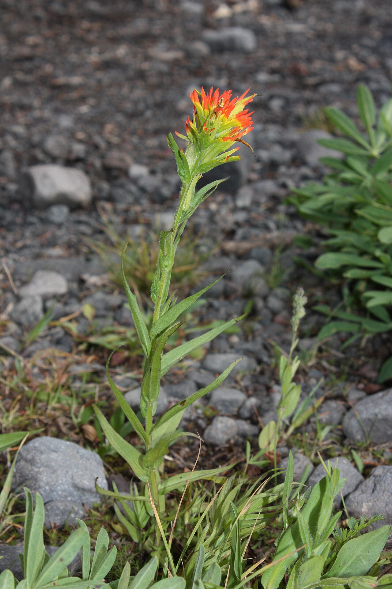 Suksdorf's Indian paintbrush: Suksdorf's Indian paintbrush