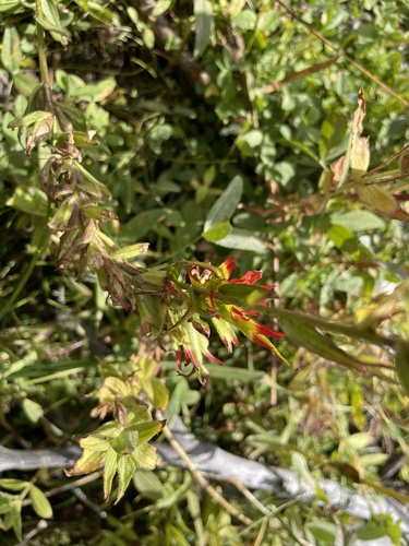 Suksdorf's Indian paintbrush (Castilleja suksdorfii)