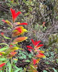 Castilleja talamancensis (Castilleja talamancensis)
