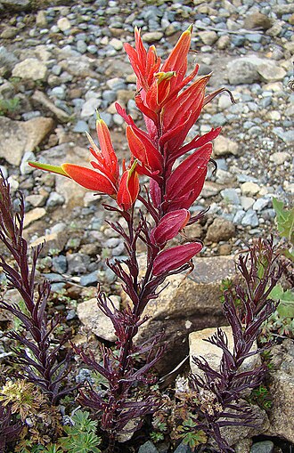 Castilleja talamancensis: A species of the higher mountains of Costa Rica and adjacent Panama, in this case Cerro de la Muerte, Costa Rica. In context at www.dixpix.ca/meso_america/Flora