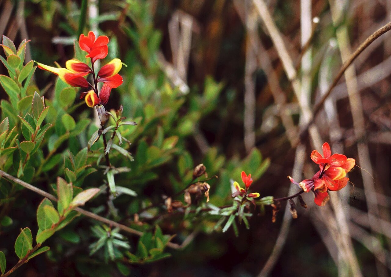 Castilleja talamancensis: Castilleja talamancensis , Sommerwurzgewächse (Orobanchaceae) - Costa Rica: Prov. Cartago, Cordillera de Talamanca, Carretera Interamericana, Madre Selva