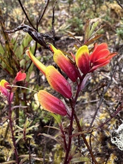 Castilleja talamancensis (Castilleja talamancensis)