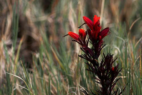 Castilleja talamancensis (Castilleja talamancensis)