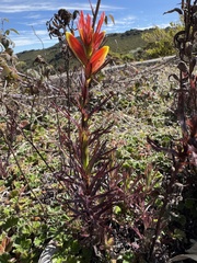 Castilleja talamancensis (Castilleja talamancensis)