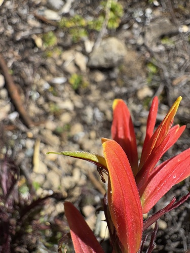 Castilleja talamancensis (Castilleja talamancensis)