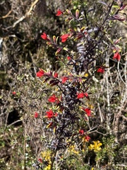 Castilleja talamancensis (Castilleja talamancensis)
