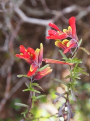 Castilleja talamancensis (Castilleja talamancensis)