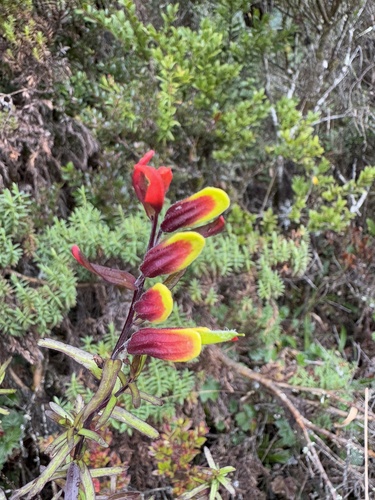 Castilleja talamancensis (Castilleja talamancensis)