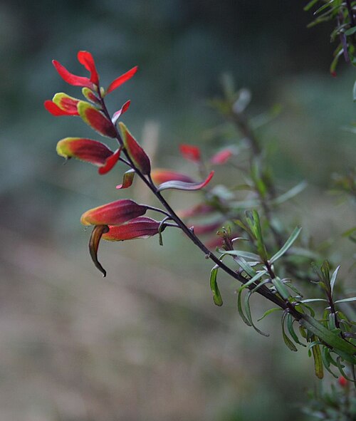 Castilleja talamancensis: Castilleja talamancensis , Sommerwurzgewächse (Orobanchaceae) - Costa Rica: Prov. Cartago, Cordillera de Talamanca, Carretera Interamericana N Cerro de la Muert