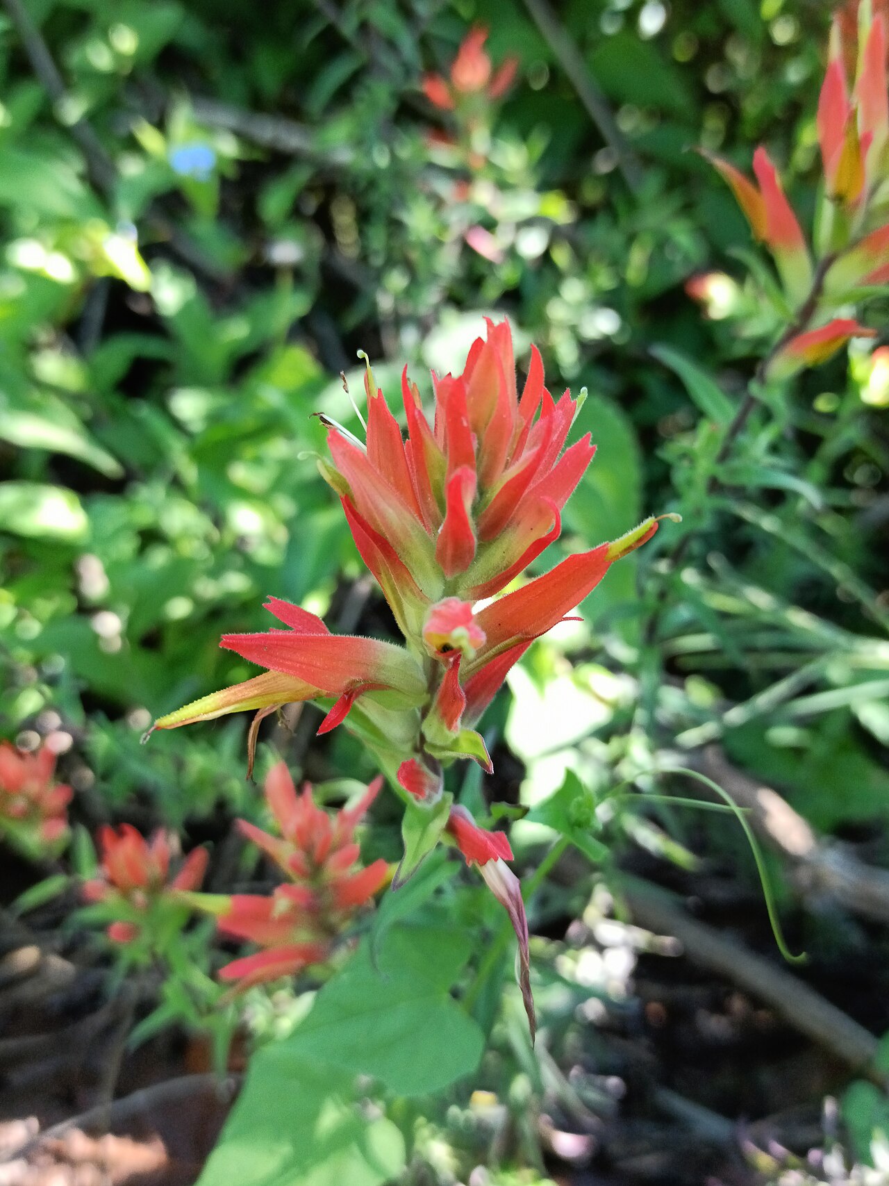 Santa Catalina Indian paintbrush: Castilleja tenuiflora (Family: Orobanchaceae).