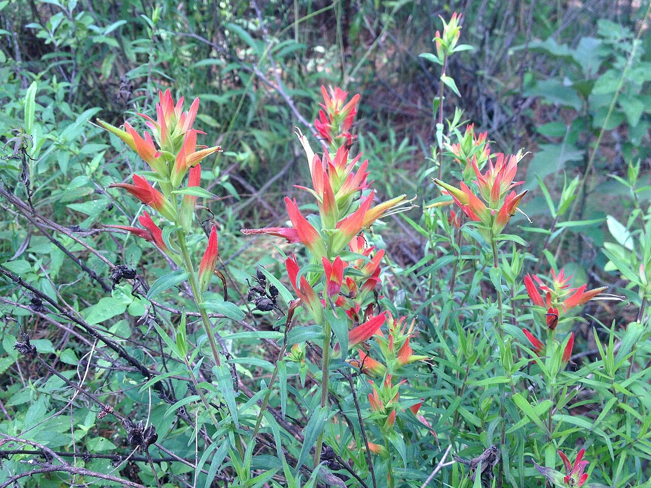Santa Catalina Indian paintbrush: Cola de borrego (Castilleja tenuiflora) en el Malpaís de Nealtican
